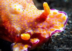 Cerastosoma gracillum/Photographed with a Canon 60 mm mac... by Laurie Slawson 